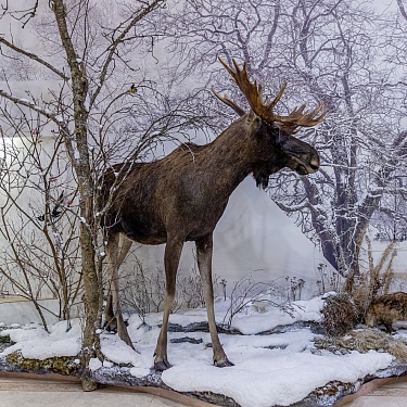 Новый музей природы в охотхозяйстве «Красный Бор». Фото С. Плыткевича